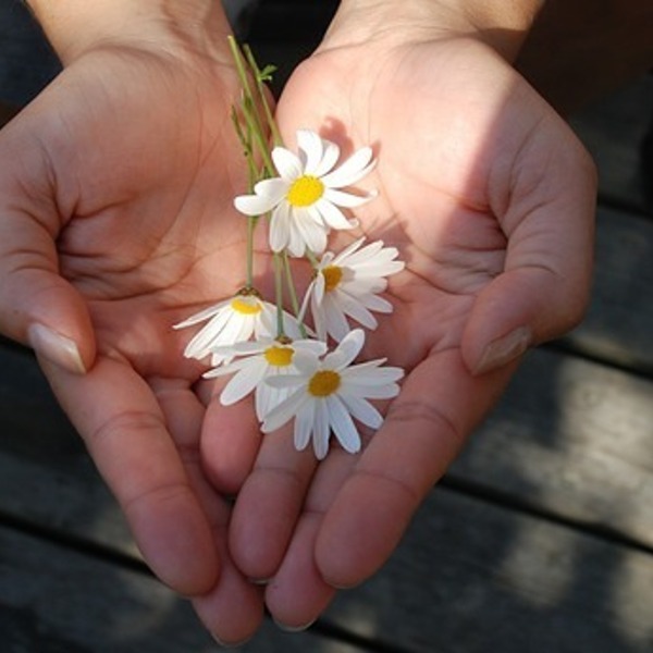 Hände Blumen / © pixabay.com CC0 Hände Blumen