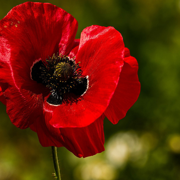 Mohn / © Uwe367/pixabay.com/CC0 1.0 Mohn
