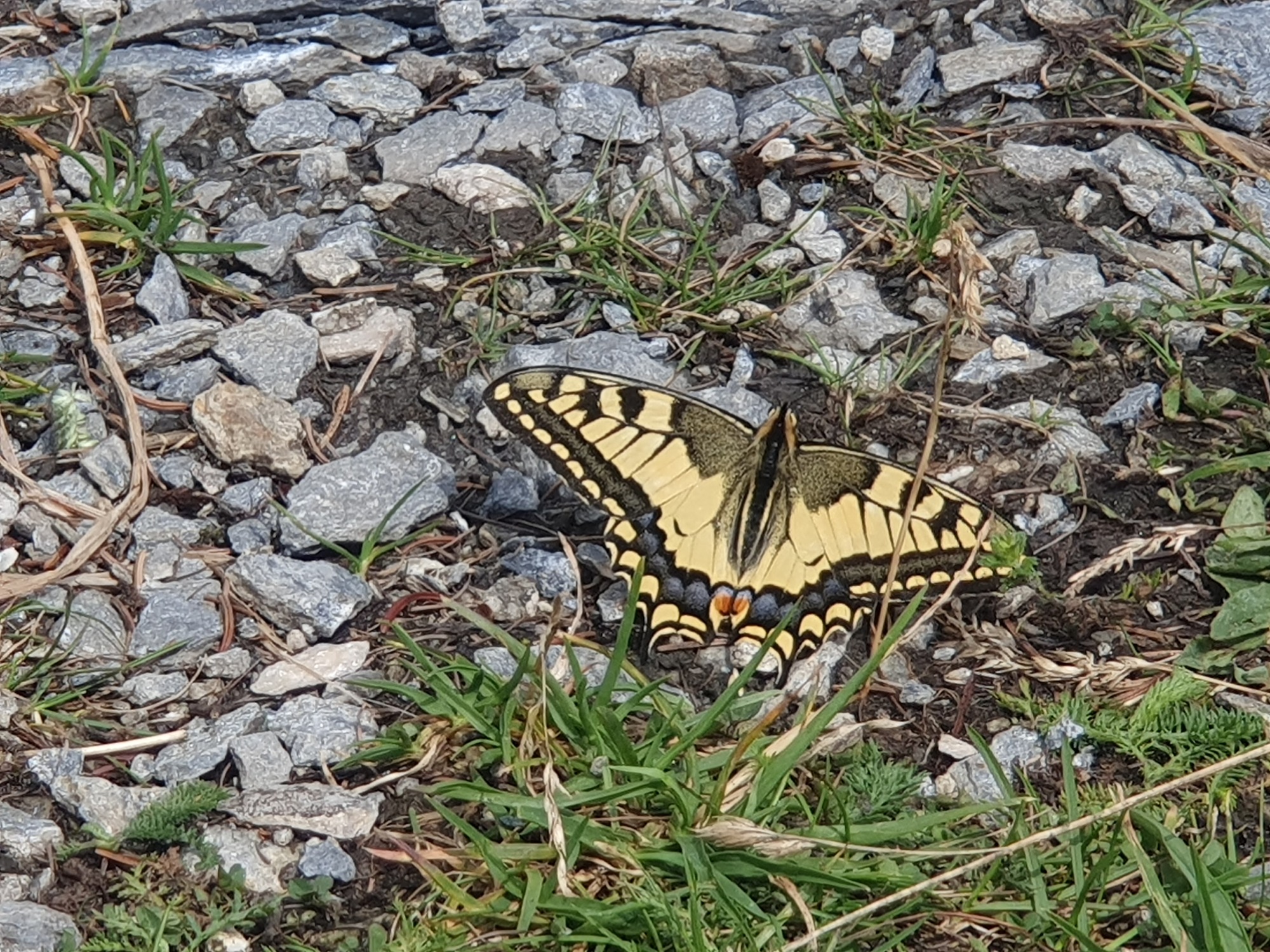 Schmetterling / Pfarre St. Georgen/Gusen Schmetterling