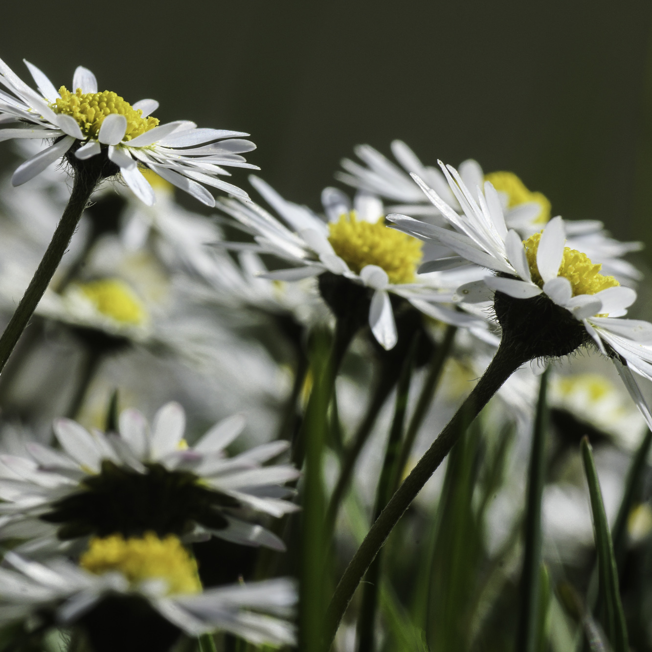 Gänseblümchen