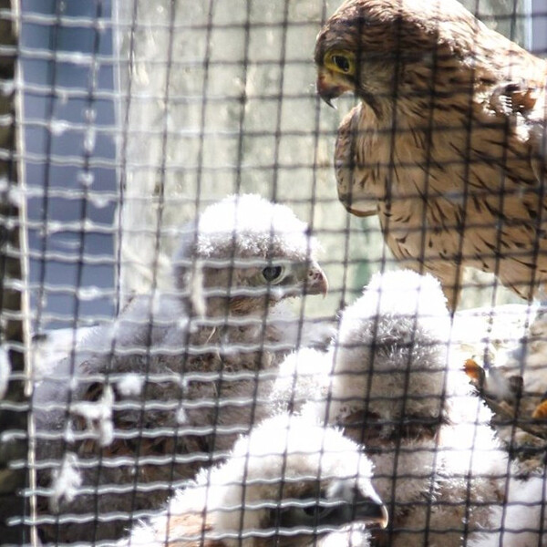 Falkenbabies im Dom / © Franz Wurzinger Falkenbabies im Dom